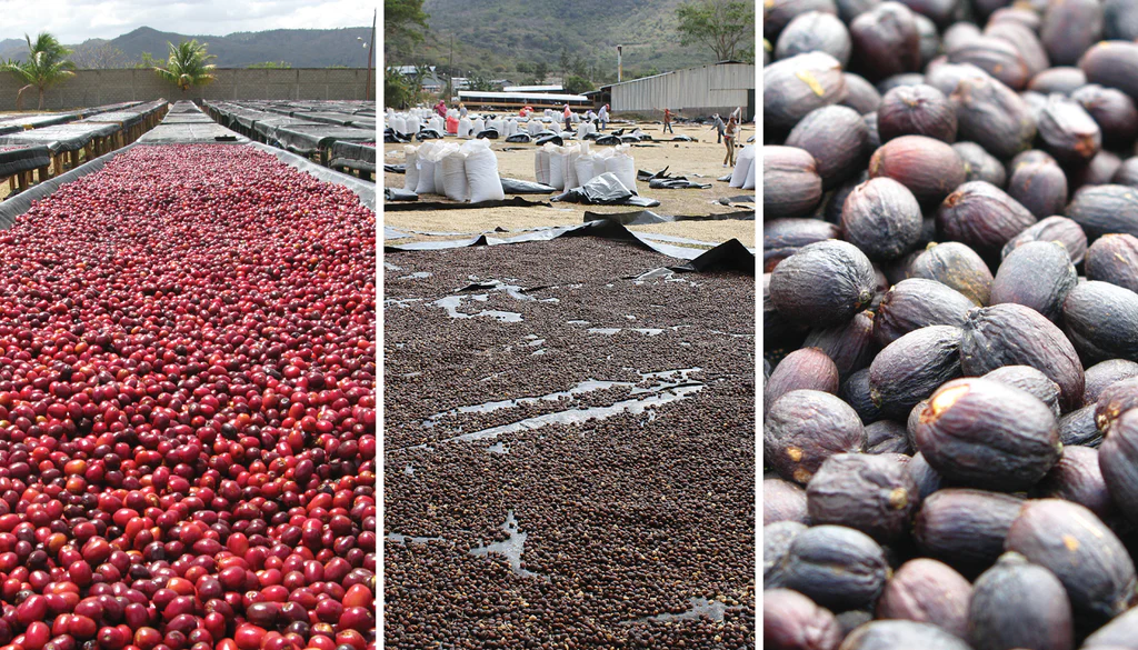 Coffee-Process-Dry